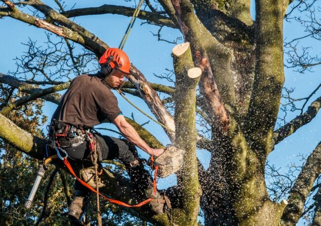 Tree Service In Acworth